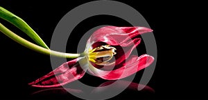 Lying red tulip with stamen and pistil, isolated with small reflection on a black background, love symbol or concept for become