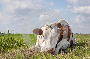 Lying relaxed cow. Brown and white, comfortable lying down, nosy looking head down in a field and a blue sky