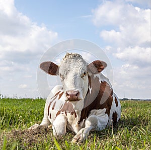 Lying relaxed cow. Brown and white, comfortable ruminating in a meadow and a blue sky and horizon