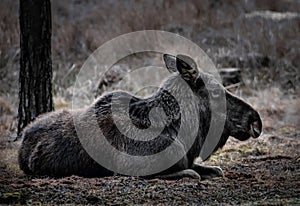 Lying relaxed Elk in Bialowieza Forest