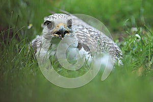 Lying saker falcon