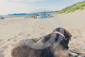 lying on the sand watching