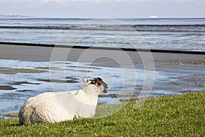 Lying sheep along Groninger Waddenzee, Netherlands