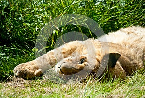 Lying sleeping lion baby