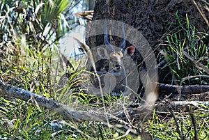 Lying Southern reedbuck, Redunca arundinum, Gorongosa national park, Mozambique