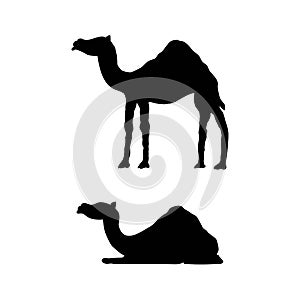 Lying and Standing Camel Silhouette Isolated on White