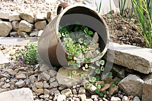 Lying stoneware with Glechoma hederacea and catnip photo