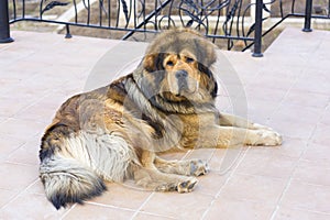 Lying Tibetan Mastiff