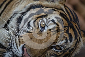 Lying tiger, close up. Tiger face background