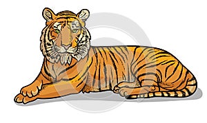 Lying tiger isolated in cartoon style. Educational zoology illustration, coloring book picture