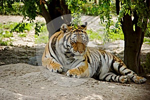 Lying Tiger