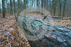 A lying tree in the autumn forest