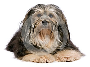 Lying tricolor Havanese