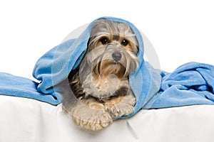 Lying tricolor Havanese in bed