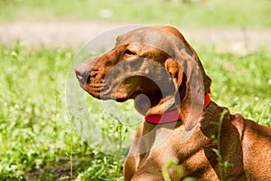 Lying viszla closeup portrait