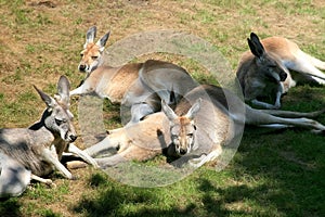 Lying wallabies (kangaroos)