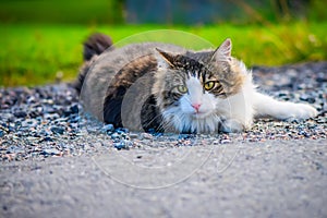 Lying, watching cat on the sandy road