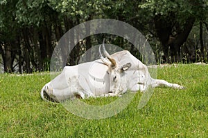 Lying white cow