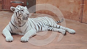 Lying white tiger in a zoo aviary and licking his lips.