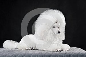 Lying white toy poodle