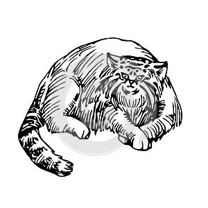 Lying wild mammalian cat, manul, asian rare animal, for logo or emblem