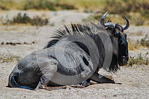Lying wildebeest (Connochaetes)