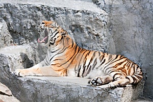 Lying and yawning siberian tiger