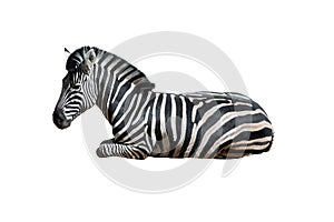 lying zebra isolated on white background