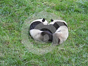 lyingled pandas playing on the lawn
