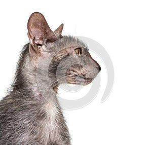 Lykoi cat