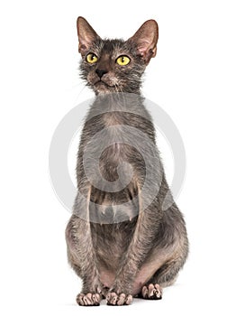 Lykoi cat