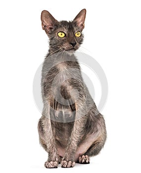 Lykoi cat