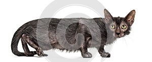 Lykoi cat