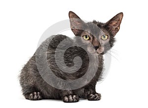 Lykoi cat