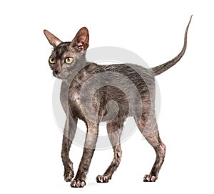 Lykoi cat, 7 months old