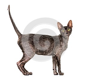 Lykoi cat, 7 months old