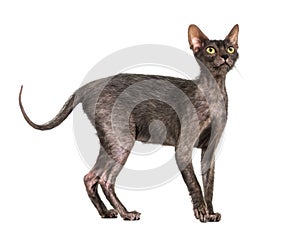 Lykoi cat, 7 months old