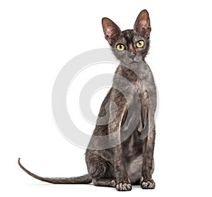 Lykoi cat, 7 months old