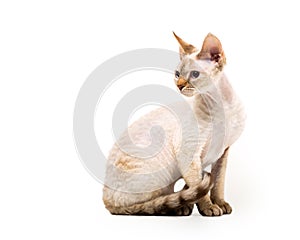 Lykoi white werewolf cat photo