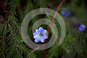 Lylac flower of anemone hepatica, the common hepatica, liverwort, kidneywort, purple flower of pennywort