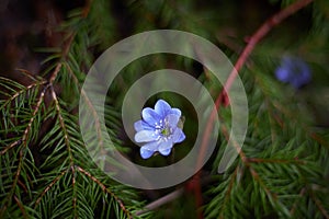 Lylac flower of anemone hepatica, the common hepatica, liverwort, kidneywort, purple flower of pennywort