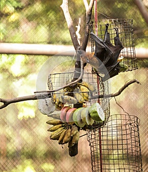 Lyle`s flying fox fruit bat feeds on fruit in zoo. It is gregarious and roosts in tropical forest, and in mangrove forests. It