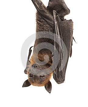 Lyle`s flying fox hanging from a branch, Pteropus lylei