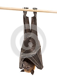 Lyle`s flying fox hanging from a branch, Pteropus lylei
