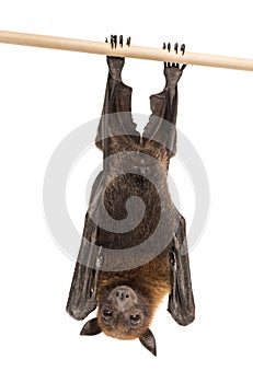 Lyle`s flying fox hanging from a branch, Pteropus lylei