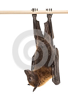 Lyle`s flying fox hanging from a branch, Pteropus lylei