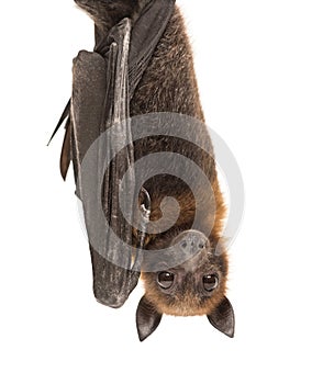 Lyle`s flying fox hanging from a branch, Pteropus lylei