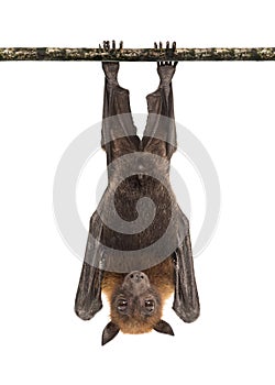 Lyle`s flying fox hanging from a branch, Pteropus lylei