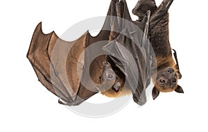 Lyle`s flying fox hanging from a branch, Pteropus lylei