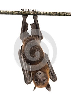 Lyle`s flying fox hanging from a branch, Pteropus lylei